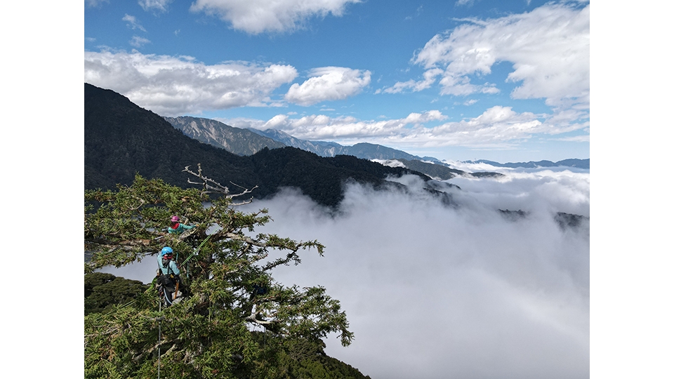 在能俯瞰雲海的樹尖進行採種作業。圖片來源：翁恒斌。